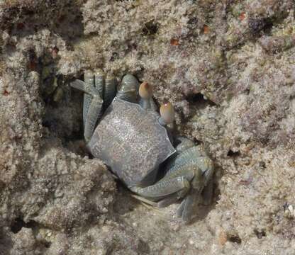 Image of Horned Ghost Crab