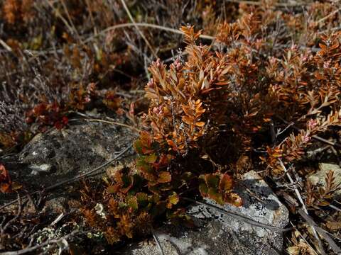 Image of Acrothamnus colensoi (Hook. fil.) Quinn