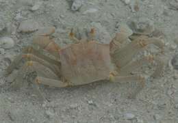 Image of Horned Ghost Crab