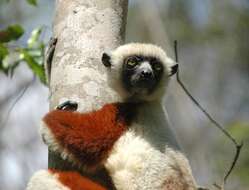 Image of Coquerel's Sifaka