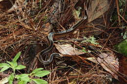 Image of Pine-Oak Snake