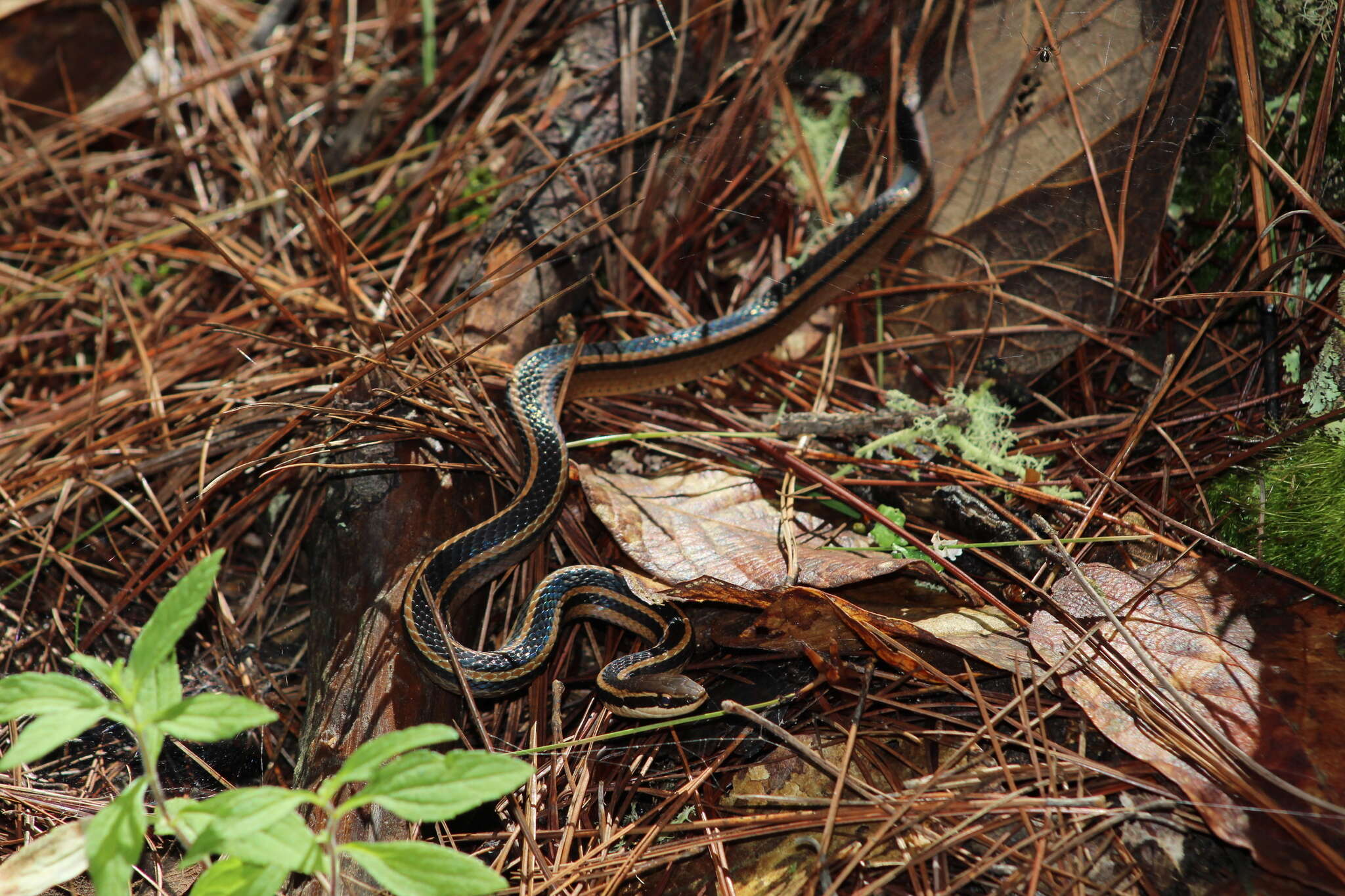 Image of Pine-Oak Snake