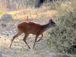 Image of Natal Duiker