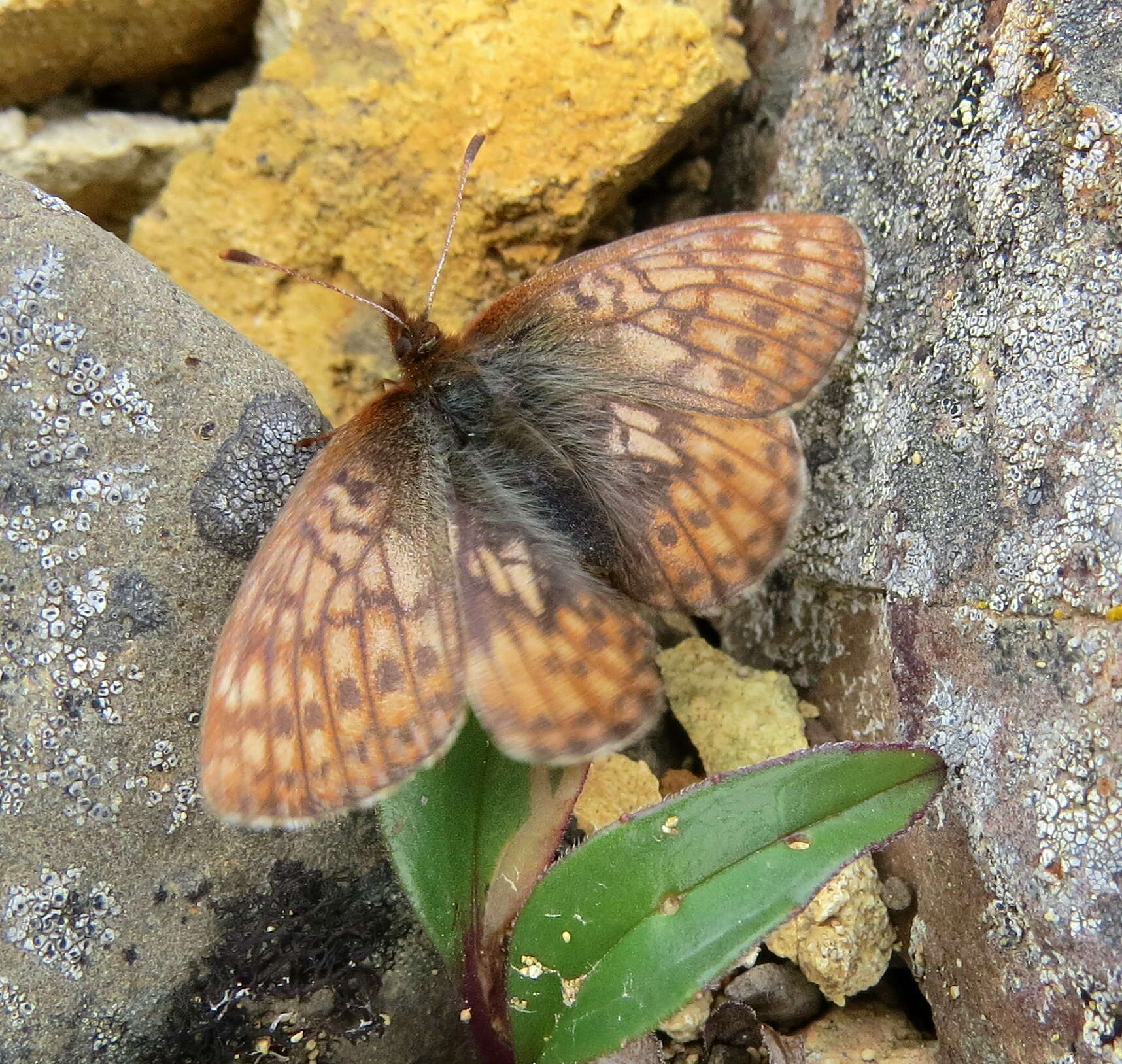 Image of Dingy Fritillary