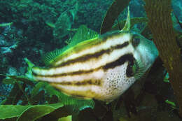 Image of Brown-striped leatherjacket