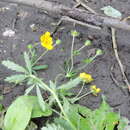 Image of European cinquefoil