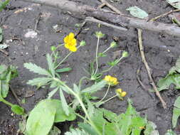 Image of European cinquefoil