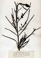 Image of Ascophyllum