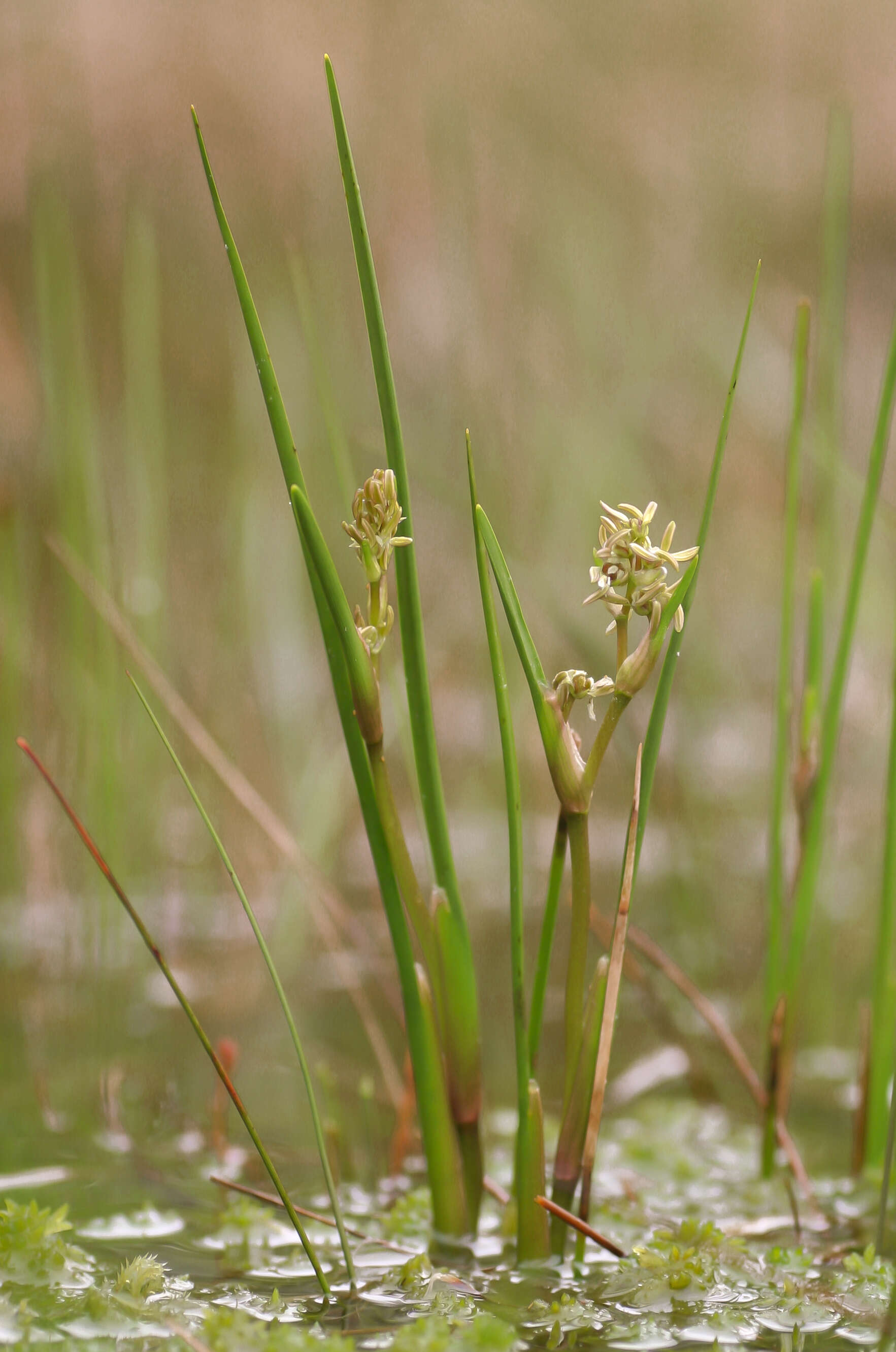 Image of pod-grass family