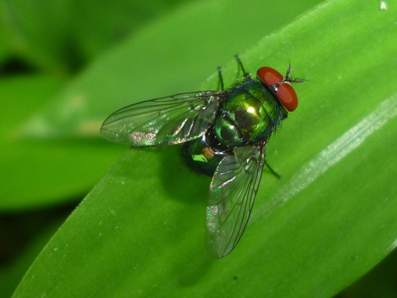 Sivun Lucilia illustris (Meigen 1826) kuva