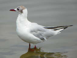 Image of Black-headed Gull