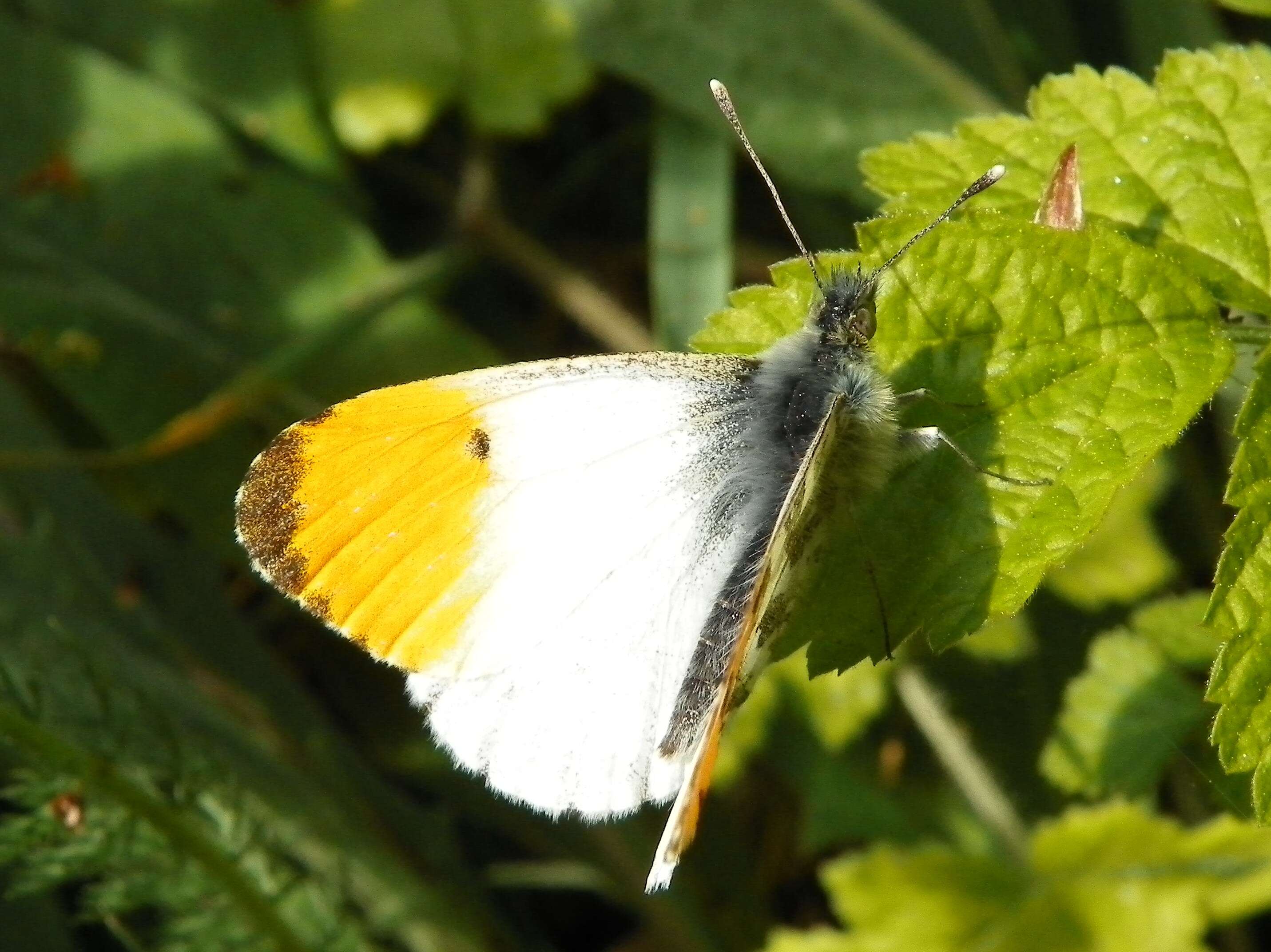 Image of orange tip