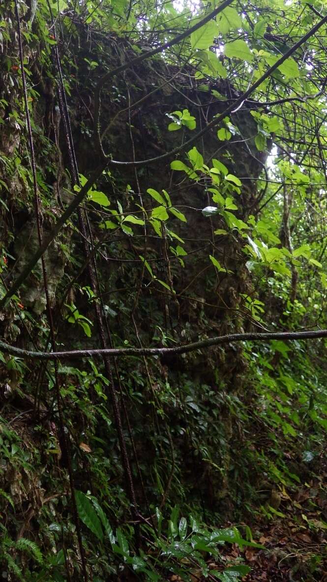 Image of limestone maiden fern