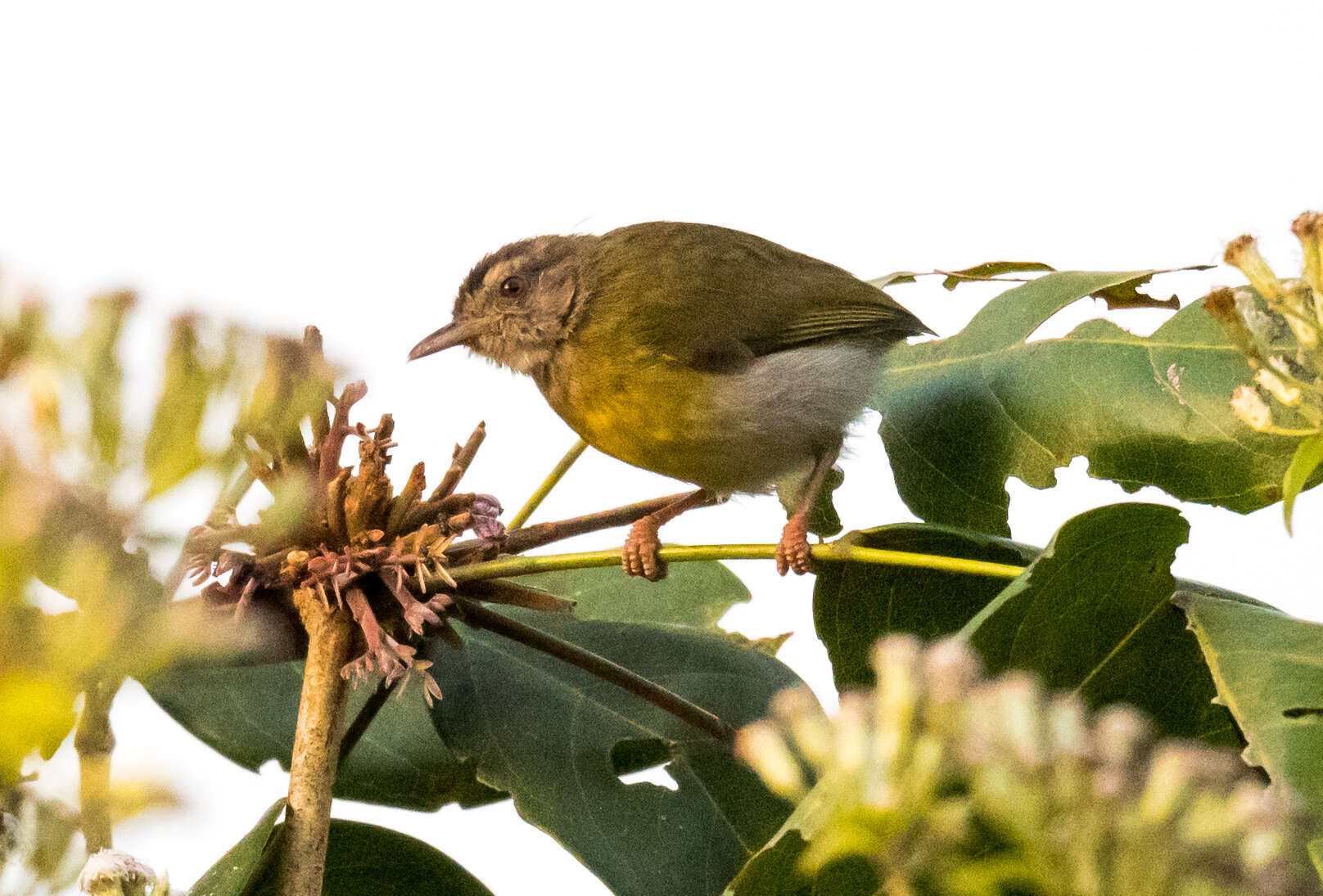 Image of Green Crombec