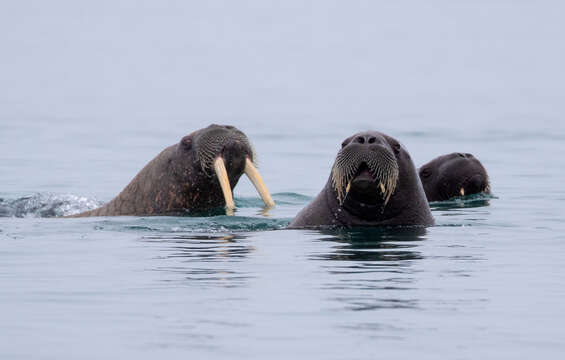 Image of walrus