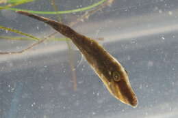 Image of Orange Filefish