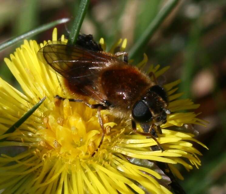 Image of <i>Cheilosia grossa</i>