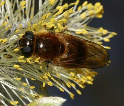 صورة <i>Cheilosia grossa</i>