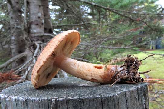 Слика од Tricholoma vaccinum (Schaeff.) P. Kumm. 1871