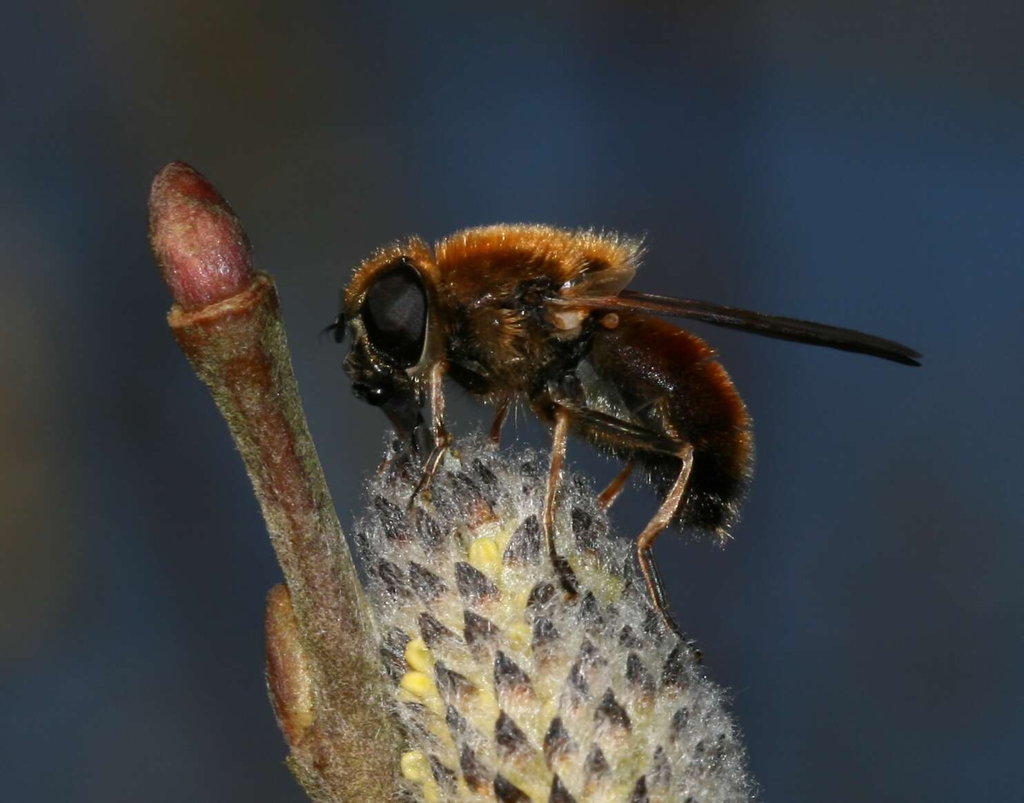 صورة <i>Cheilosia grossa</i>