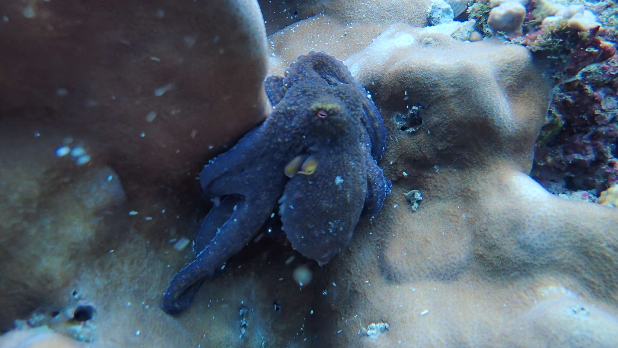 Image of Hubb's octopus