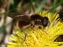 صورة <i>Cheilosia grossa</i>