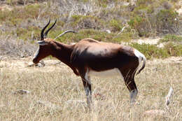 Image of Blesbok