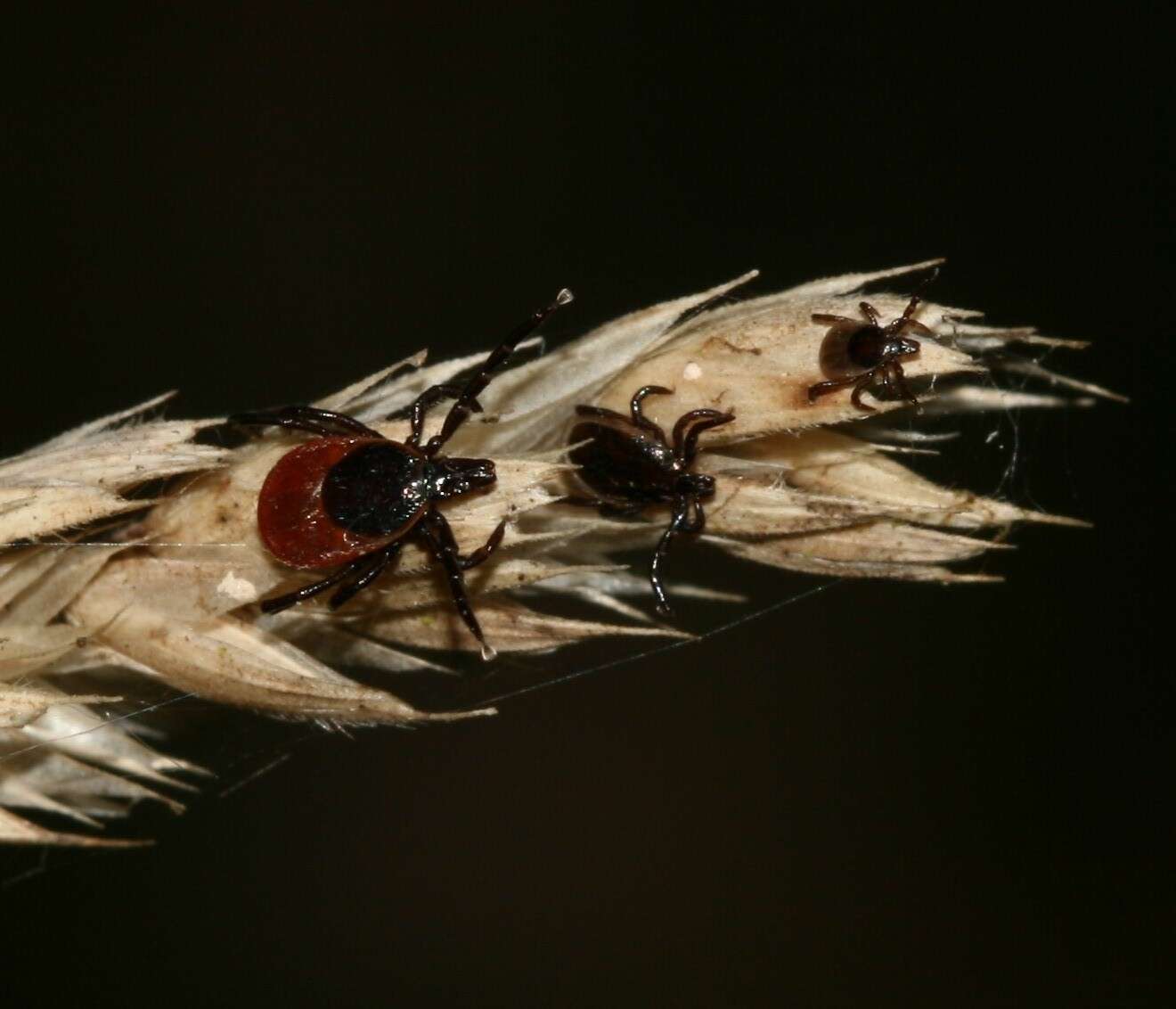 Image of Deer tick