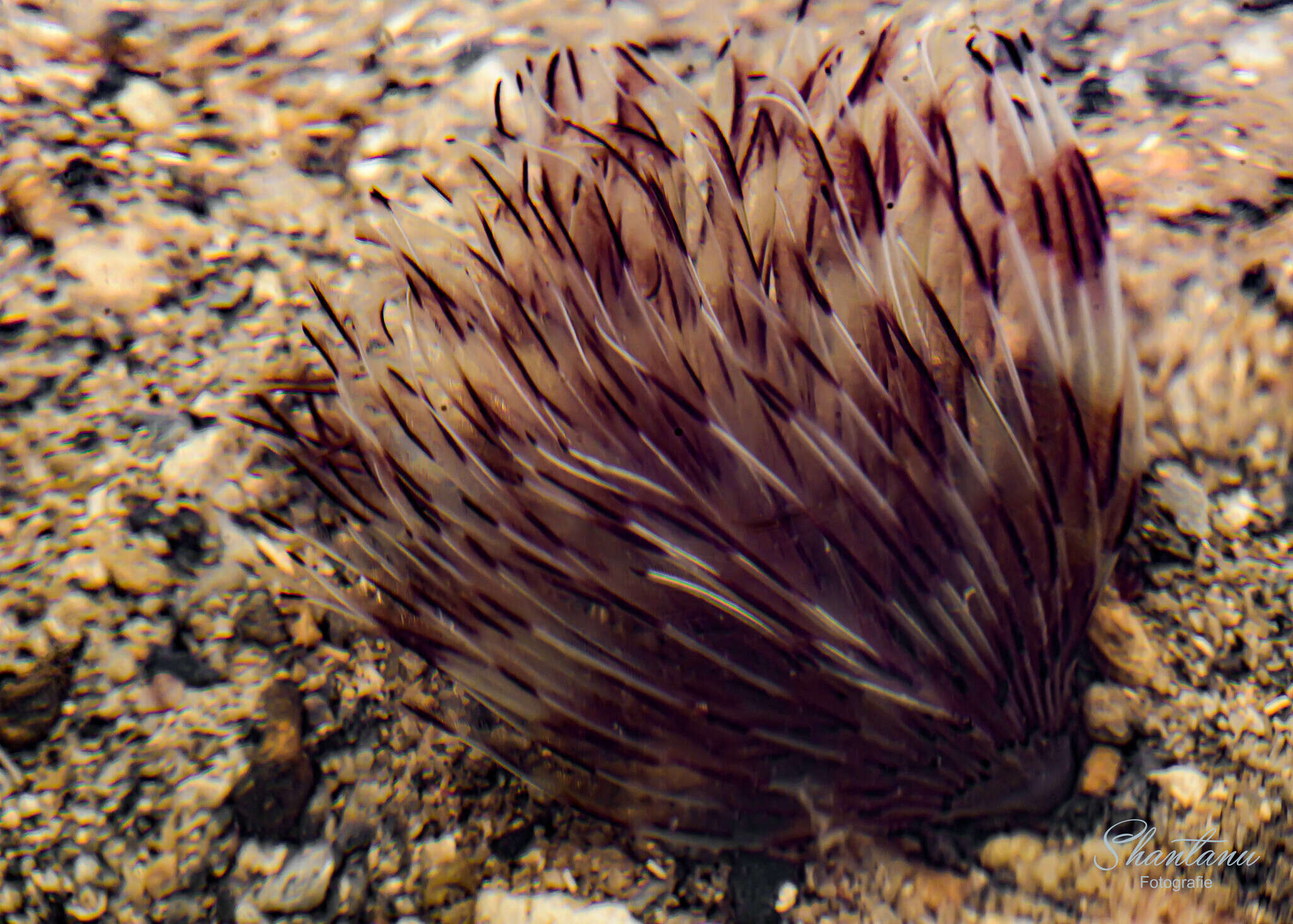 Image of Indian feather duster worm