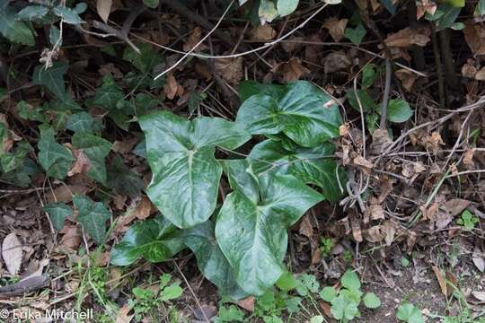 Image of Arum italicum subsp. italicum