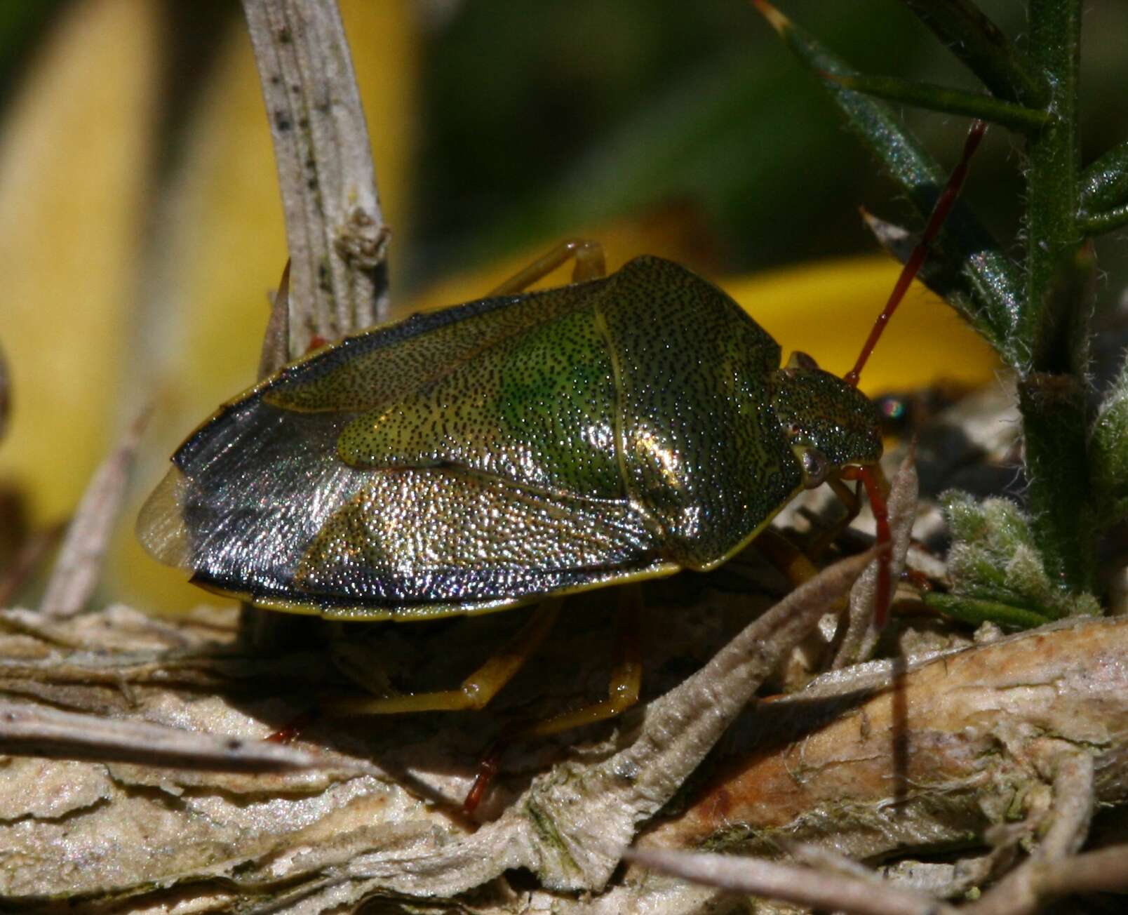 Image of Piezodorus lituratus (Fabricius 1794)