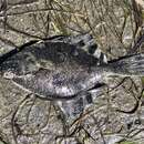 Image of Starry Flounder