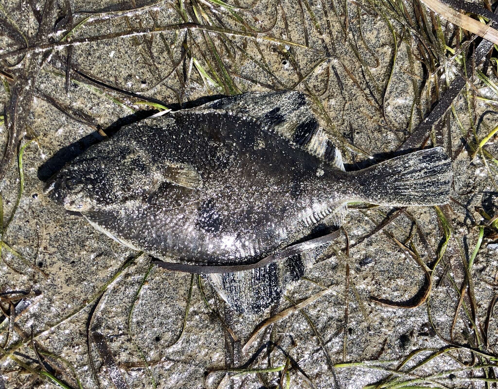 Image of Starry Flounder