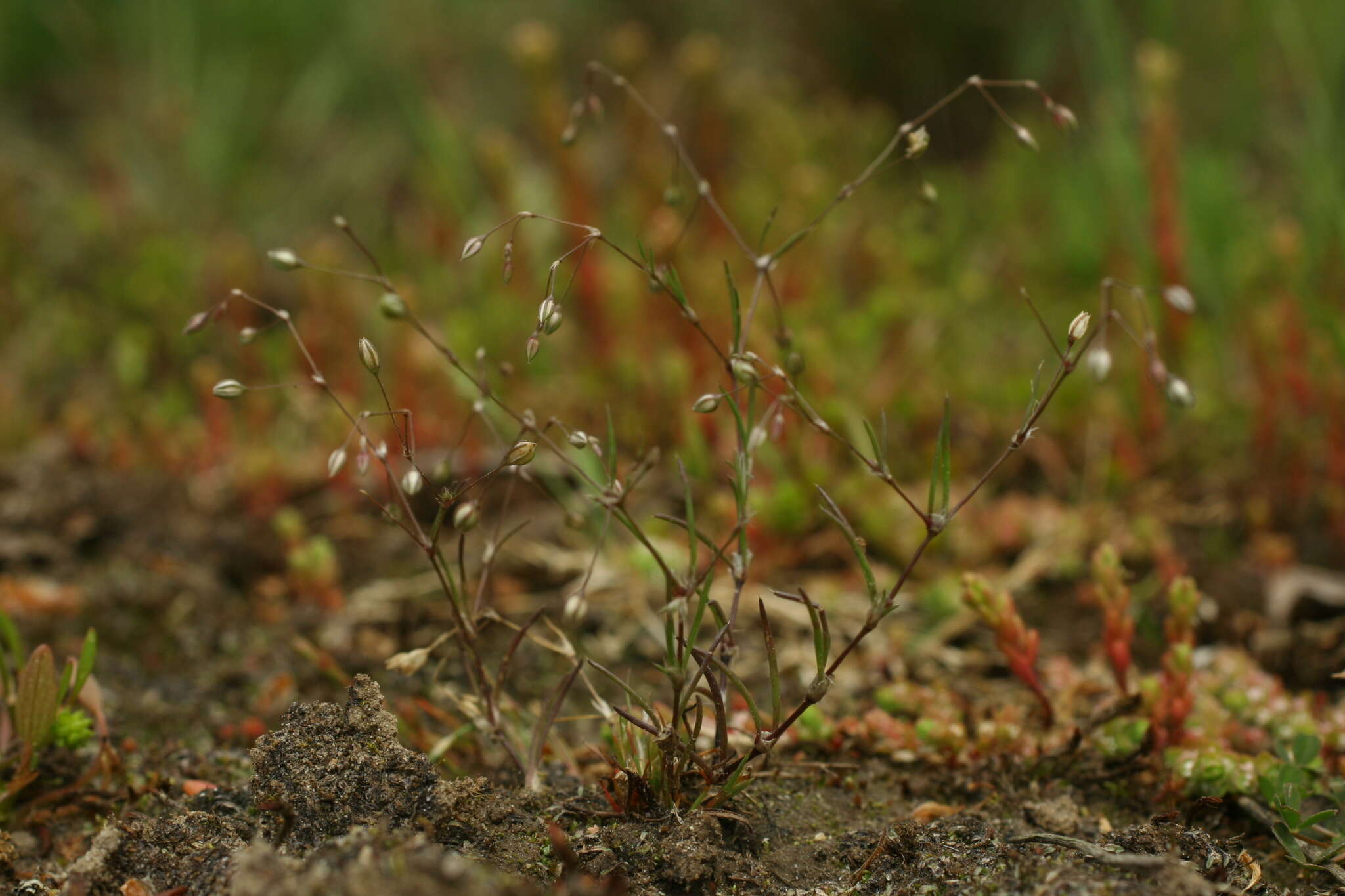 Plancia ëd Spergularia segetalis (L.) G. Don fil.