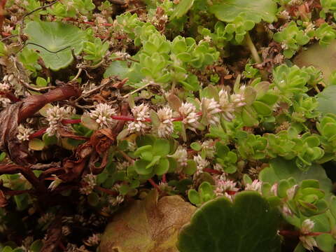 Image of coral necklace