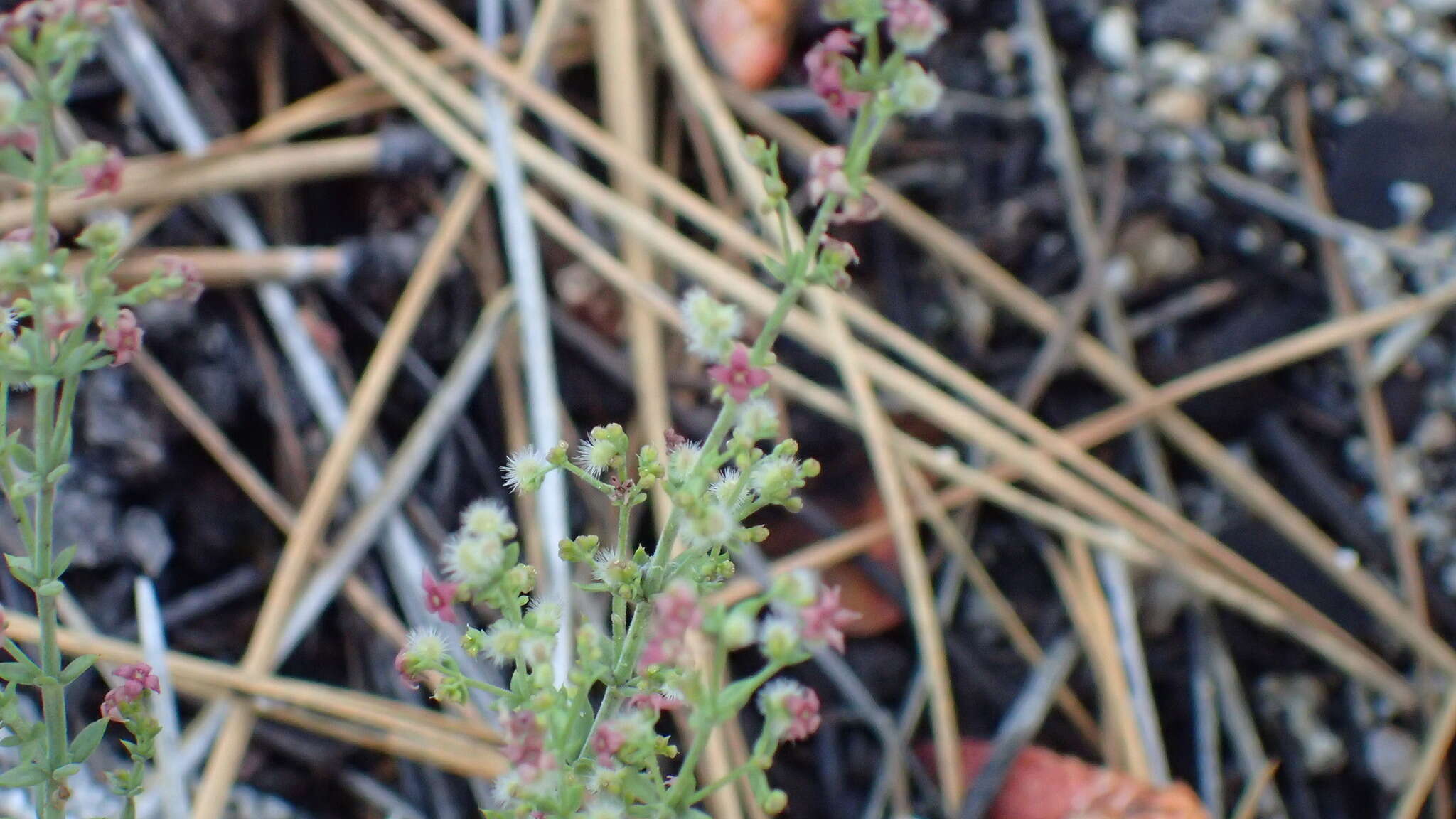 Plancia ëd Galium wigginsii Dempster