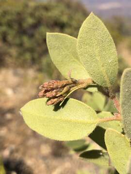 Image of Otay manzanita