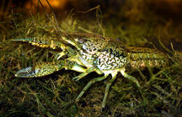 Image of Procambarus virginalis