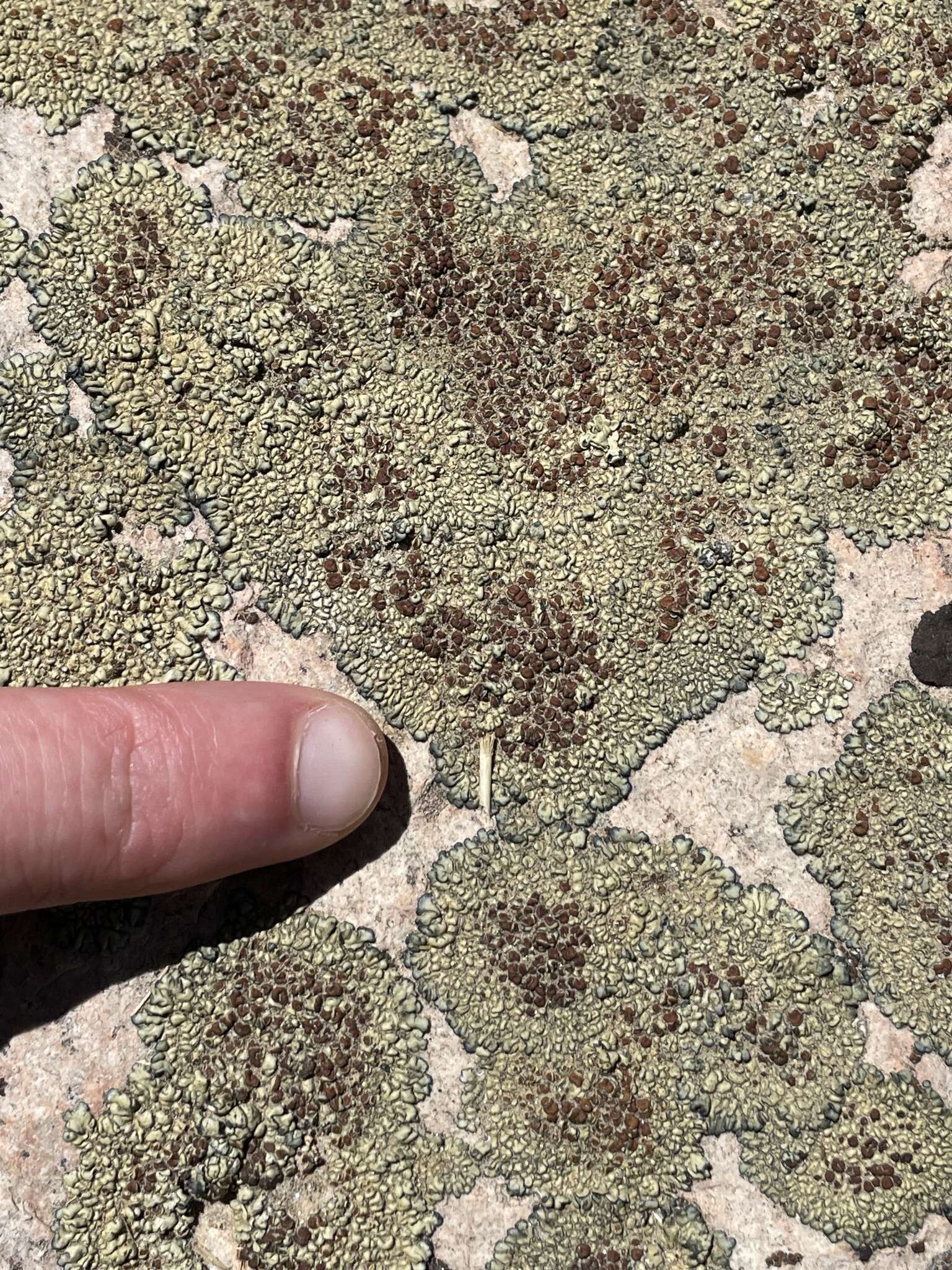 Image of Lecanora sierrae B. D. Ryan & T. H. Nash