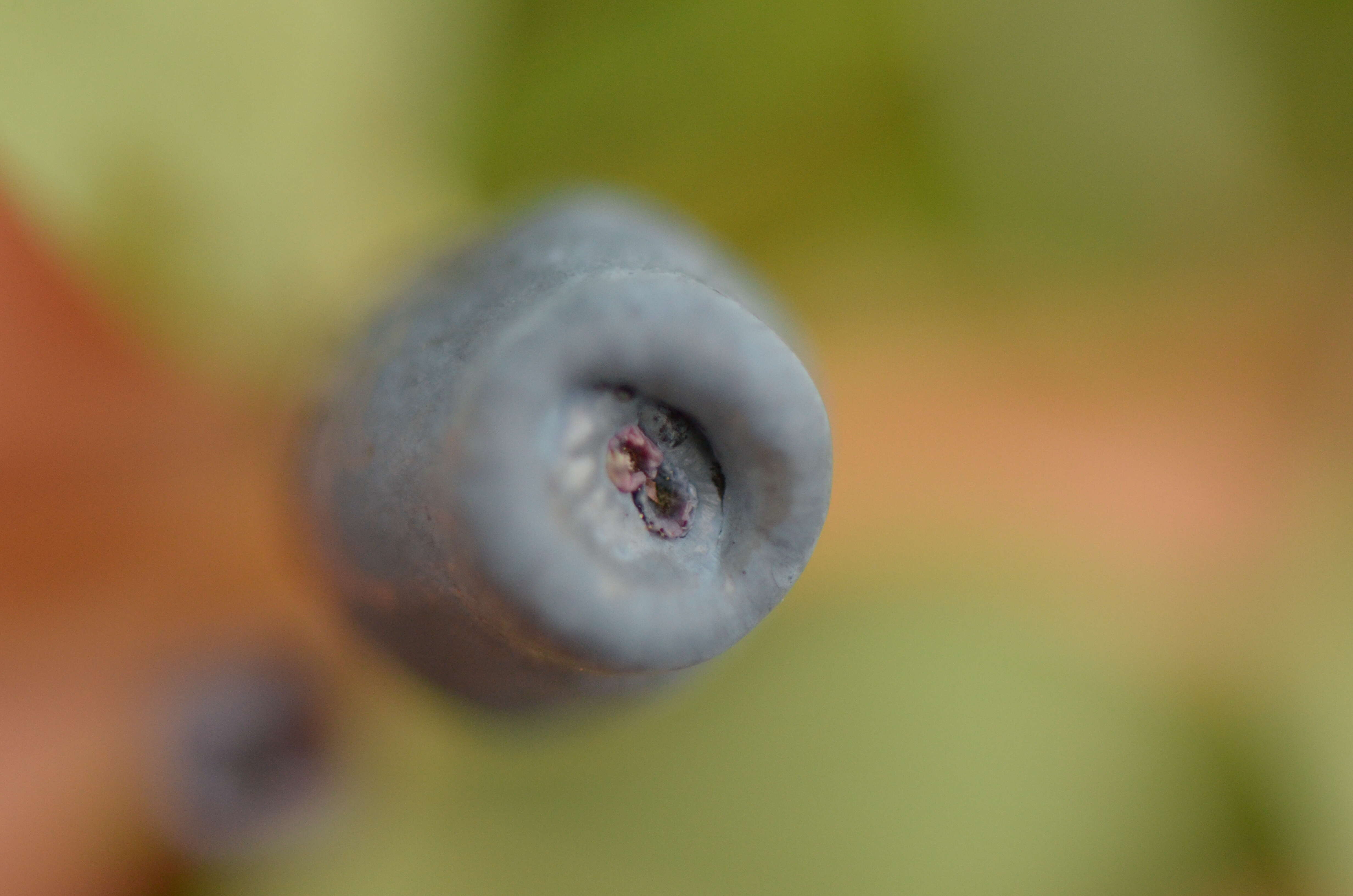 Imagem de Lonicera caerulea L.