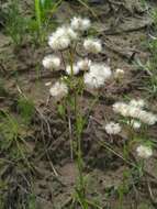 Image de Erigeron acris subsp. kamtschaticus (DC.) H. Hara