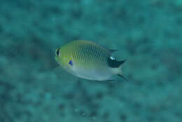 صورة Pomachromis