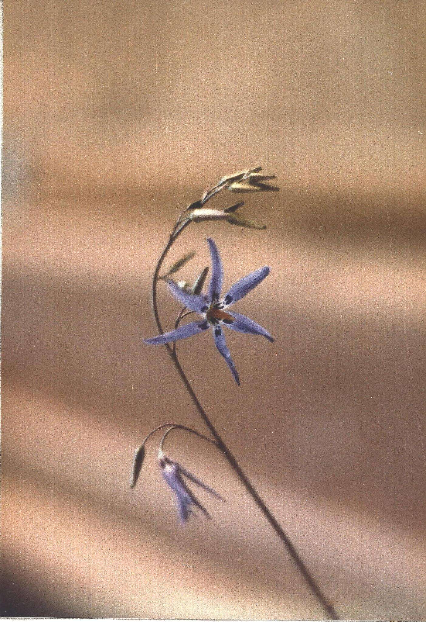 Image of Tecophilaeaceae