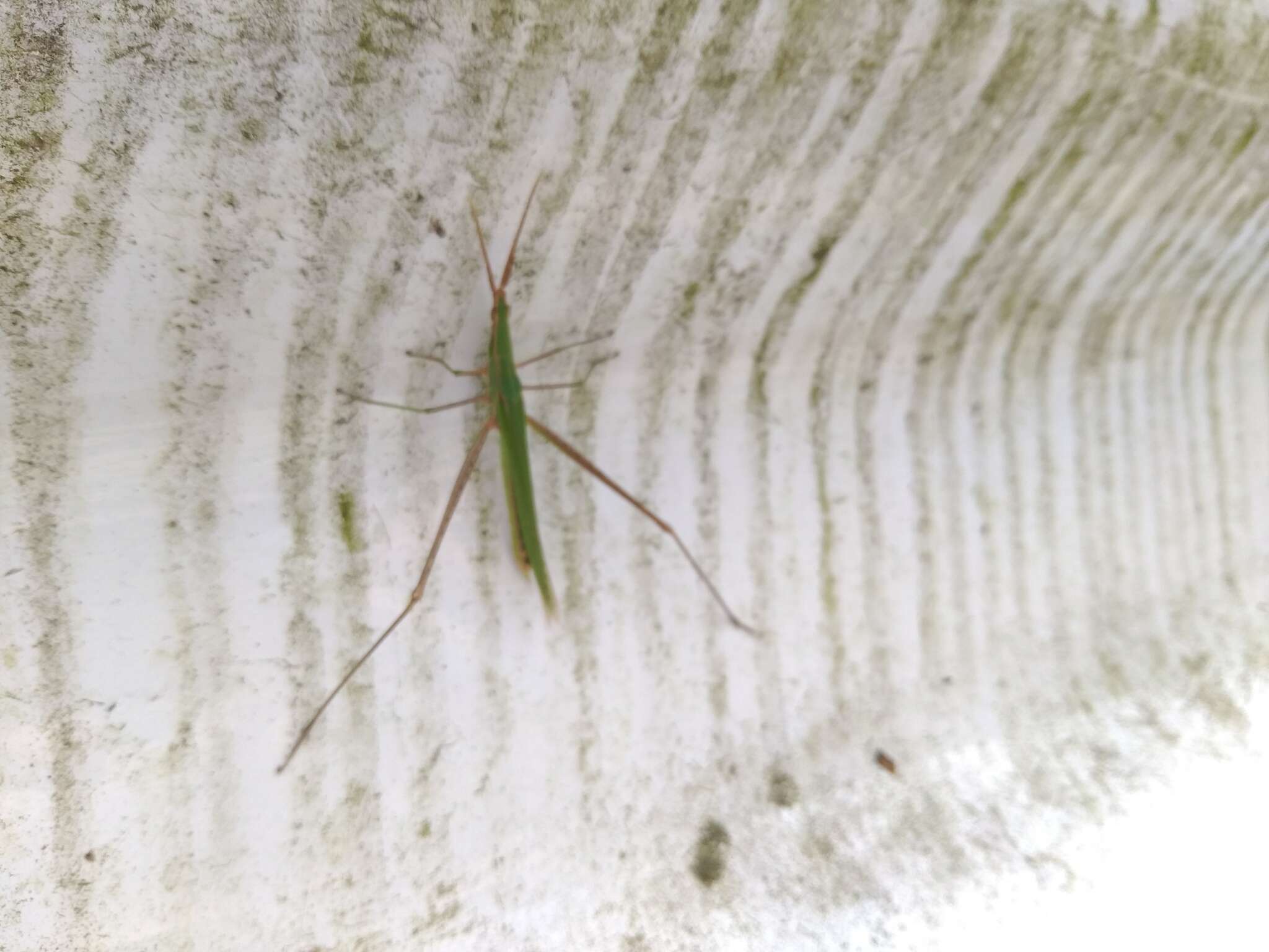 Image of Chinese Grasshopper