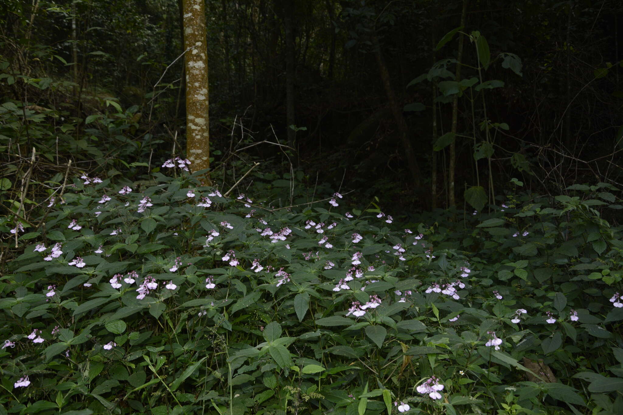 Image of Impatiens maculata Wight