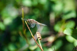 Image of Four-spotted Chaser