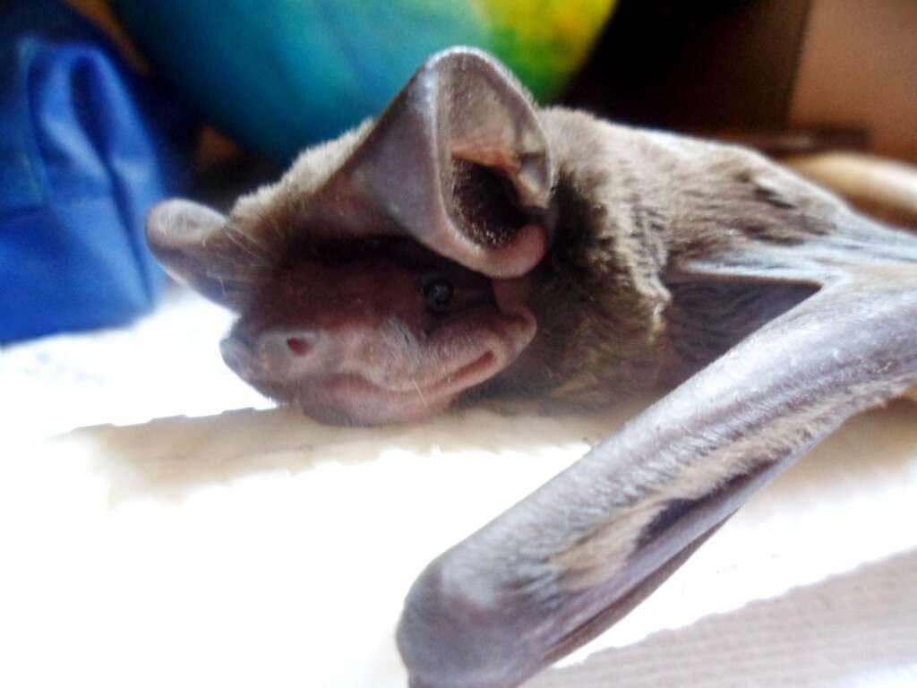 Image of Wagner's Bonneted Bat