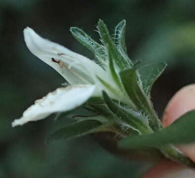 Sivun Isoglossa ciliata (Nees) Engl. kuva