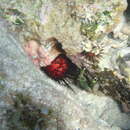 Image of green clinging crab