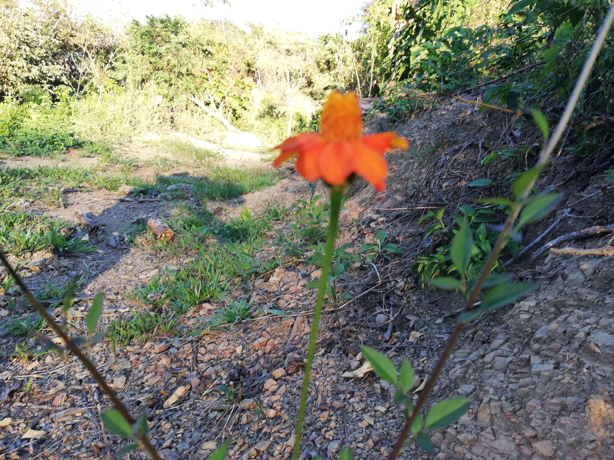 Imagem de Zinnia elegans Jacq.